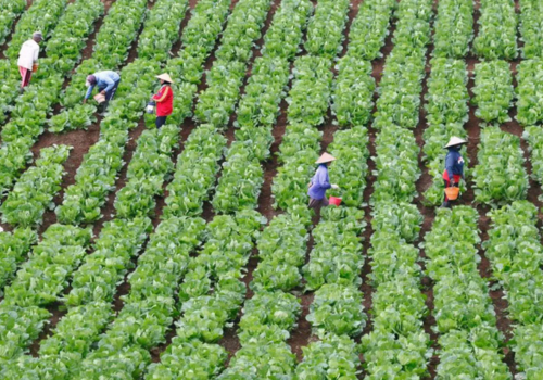 Spotlight on Quality: The Journey from Farm to Table